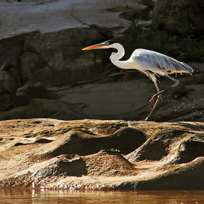Heron on Bananal Island River Mixer