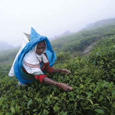 Malaiyaha Tamil Tea Picker Working On Steep Hillside Vulnerable To Landslides 2