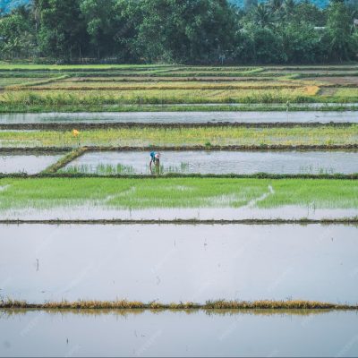 The Mekong's Essential Flow Alluvial Sediment Nourishes The Rice Bowl Of Vietnam.